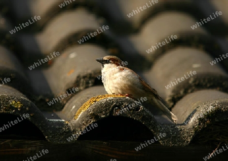 Spatz auf dem Dach