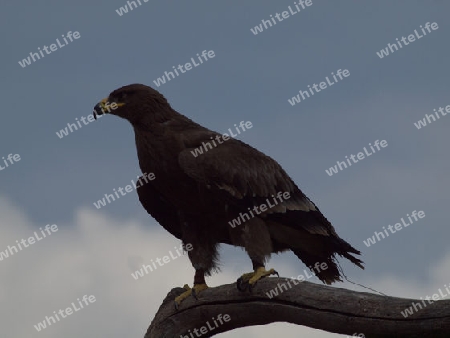 Steinadler auf Ast