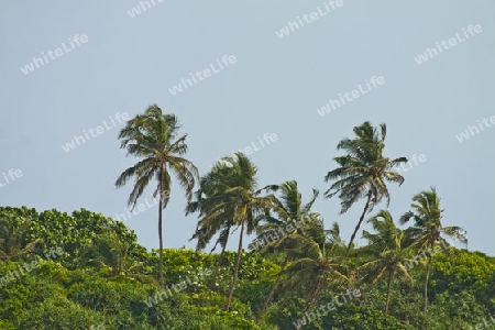 Natur in Sri Lanka