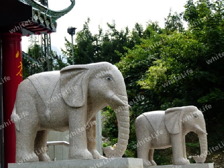 Elephants