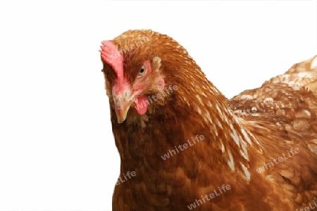 Freigestelltes Huhn auf weissem Hintergrund