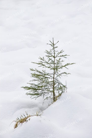 Nadelbaum am Hintersee