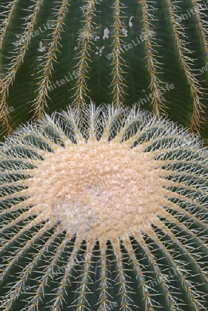 Goldkugelkaktus, Schwiegermuttersitz (Echinocactus grusonii), Vorkommen Mexiko, Nordamerika 