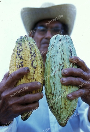 Mexican farmer with cacao beans at the church in the town of Esquipulas in Guatemala in central America.   