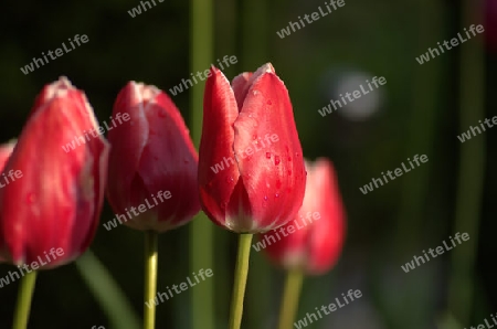 Tulpen