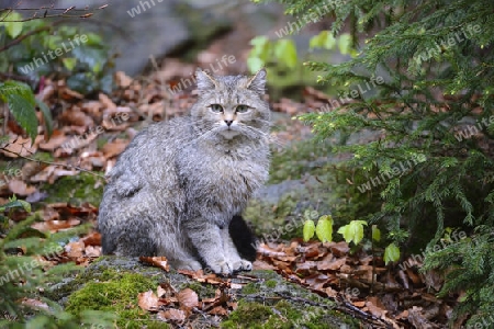 Wildkatze (Felis silvestris), captive,  Bayern, Deutschland