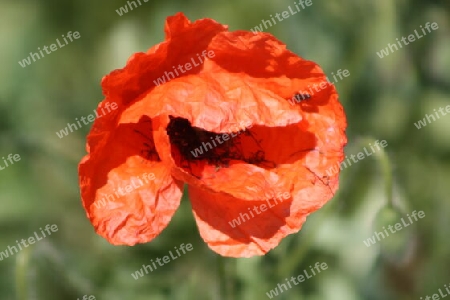 Wilder Mohn