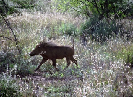 Warzenschwein, Schwein, in, Tsavo, West, Kenya, Kenia, Afrika