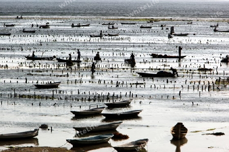 Die Ernte in der Seegrass Plantage auf der Insel Nusa Lembongan der Nachbarinsel von Bali, Indonesien.