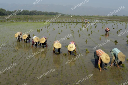 Rice farmers plant rice in a ricefield at the city of Nyaungshwe at the Inle Lake in the Shan State in the east of Myanmar in Southeastasia.