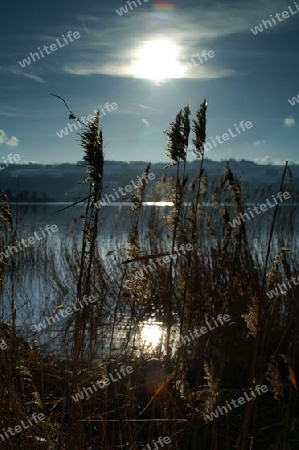 Schilf im Gegenlicht