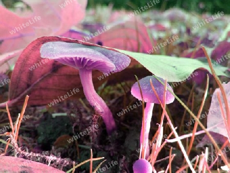 Wiesenpilz unter Laub III