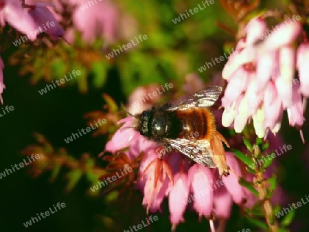 Hummel auf Erika