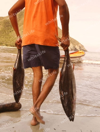 Suedamerika, Karibik, Venezuela, Nord, Chuao, National Park Hanri Pittier, Dorf, Cacao Dorf, Kakao Dorf, Beach, Strand, Boot, Taxiboot, Fisch Transport, Tunfisch, Fischer, Dorf ohne Strassenverbindung, Wirtschaft,  