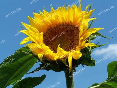 Sonnenblume