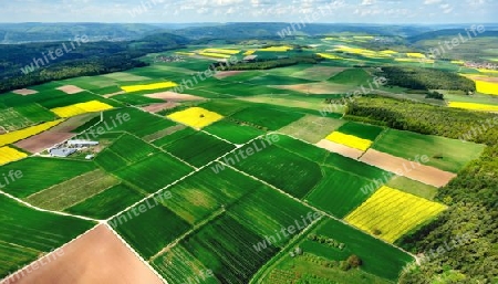 Rapsfeld auf der fr?nkischen Platte