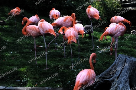 Flamingo Flock