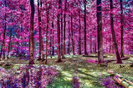 Beautiful pink and purple infrared panorama of a countryside landscape with a blue sky.