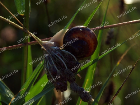 Schnecke im Gegenlicht