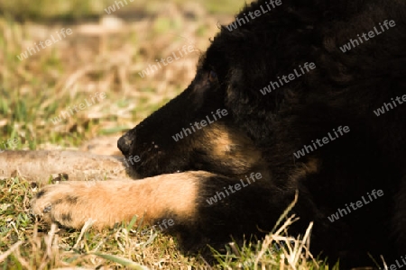 Mit den Hunden am Inn