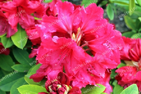 roter Rhododendron