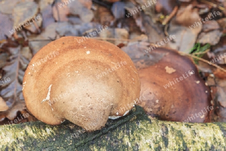 Birken-Zungenporling,Piptoporus betulinus(Porlinge) an einer abgestorbene Birke