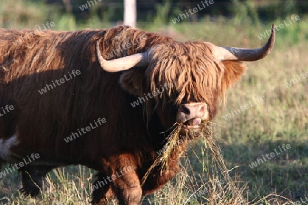 Schottische Hochlandrinder