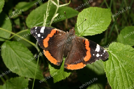 Admiral (Vanessa atalanta) auf einem Brombeerblatt