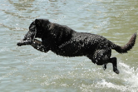 mit Freude in die Donau