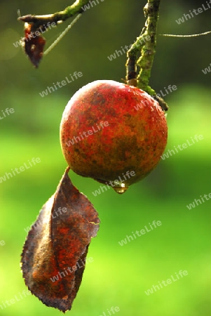 Vergessener Apfel am Baum