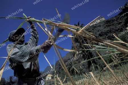 a zugar plantation in the village of Ribeira Grande on the Island of Santo Antao in Cape Berde in the Atlantic Ocean in Africa.  