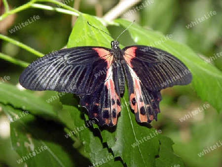 Schmetterling