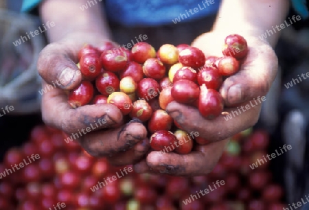 a coffee plantation neat the city of Antigua in Guatemala in central America.   