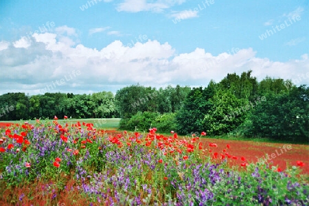 Die Wicke und der Klatschmohn