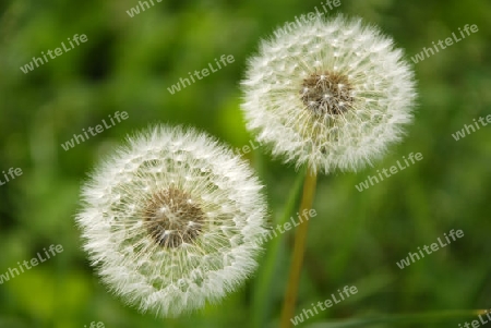 Two dandelions