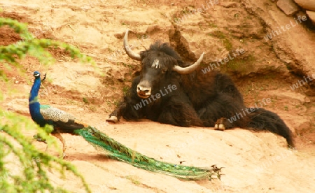 Der Yak und der Pfau