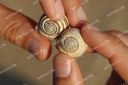 Schneckenh?user mit M?nnerh?nde | snail-shell with male hands