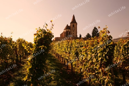 The wine Hills of  the village of Hunawihr in the province of Alsace in France in Europe