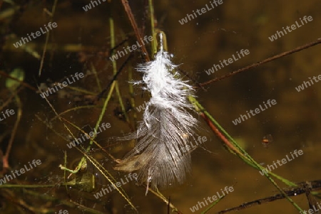 Weisse Feder im Wasser