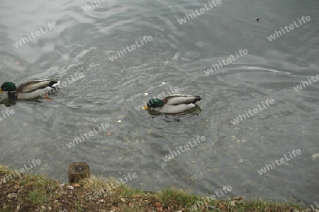 Enten am Teich