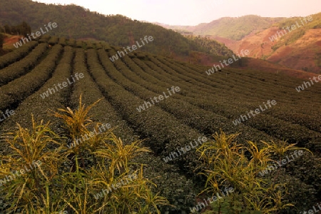 Die Landschaft mit Tee Plantagen beim Bergdorf Mae Salong in der Huegellandschaft noerdlich von Chiang Rai in der Provinz Chiang Rai im Norden von Thailand in Suedostasien.