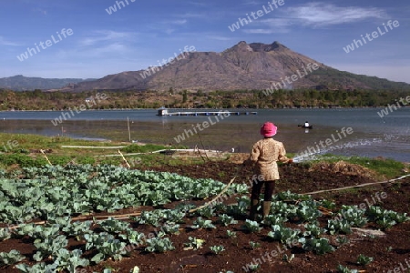 Asien, Suedost, Indonesien, Bali, Insel, Batursee, See, Lake, Gunung Batur, Berg Batur, Vulkan, Kratersee, Landschaft, Kedisan, Landwirtschaft, alltag,    (Urs Flueeler) 