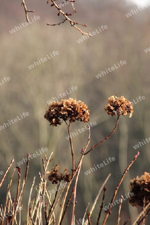 Hortensie Winter