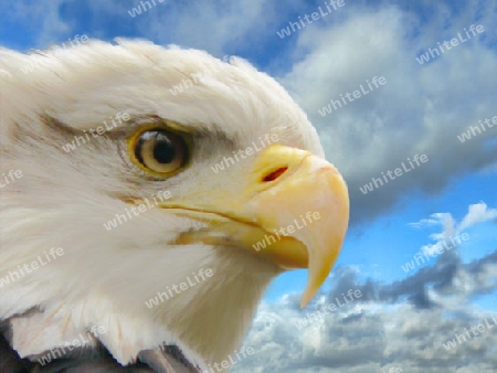 White Eagle