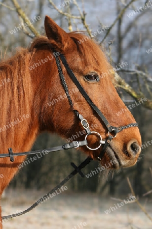 Pferdeportrait