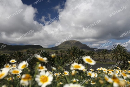 The volcanic Hills near the Village of Haria on the Island of Lanzarote on the Canary Islands of Spain in the Atlantic Ocean.
