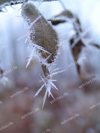 blatt im eisanzatz