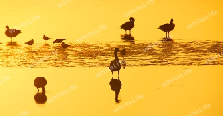 Wild geese in south sweden at sunset - Wildg?nse in S?dschweden bei Sonnenuntergang