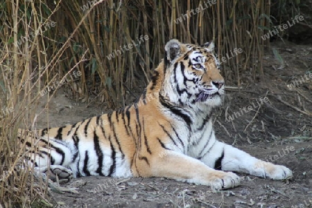 Tigerin Gisa