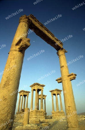 Die Ruinen von Palmyra in der Wueste Faydat in Syrien im Mittleren Osten in Arabien.